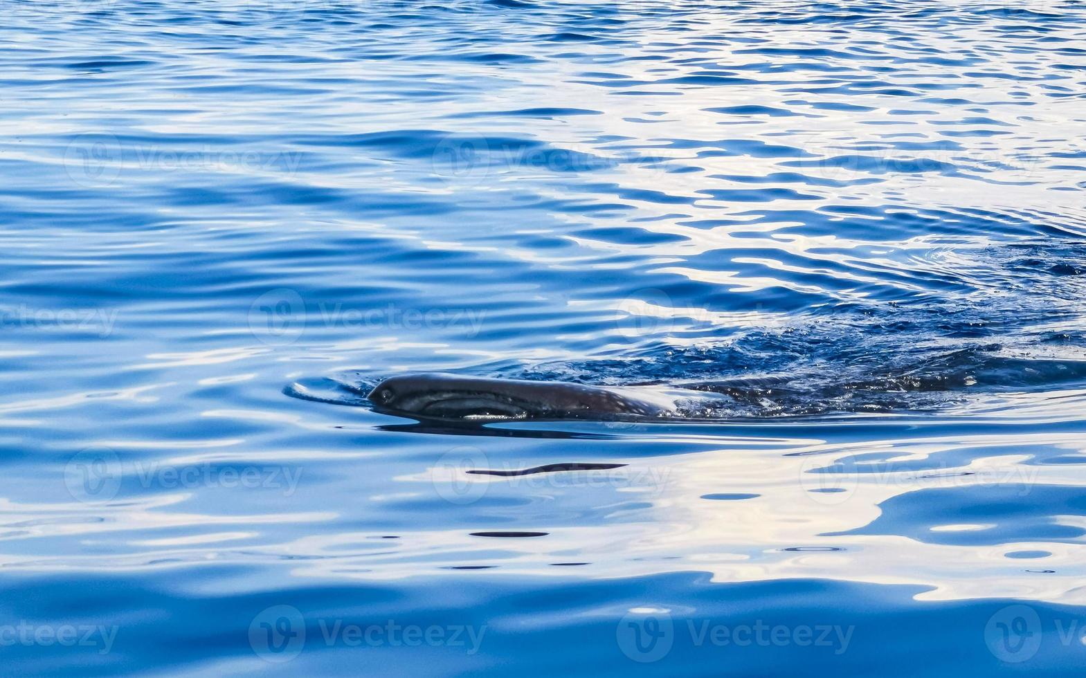 Huge whale shark swims on the water surface Cancun Mexico. photo