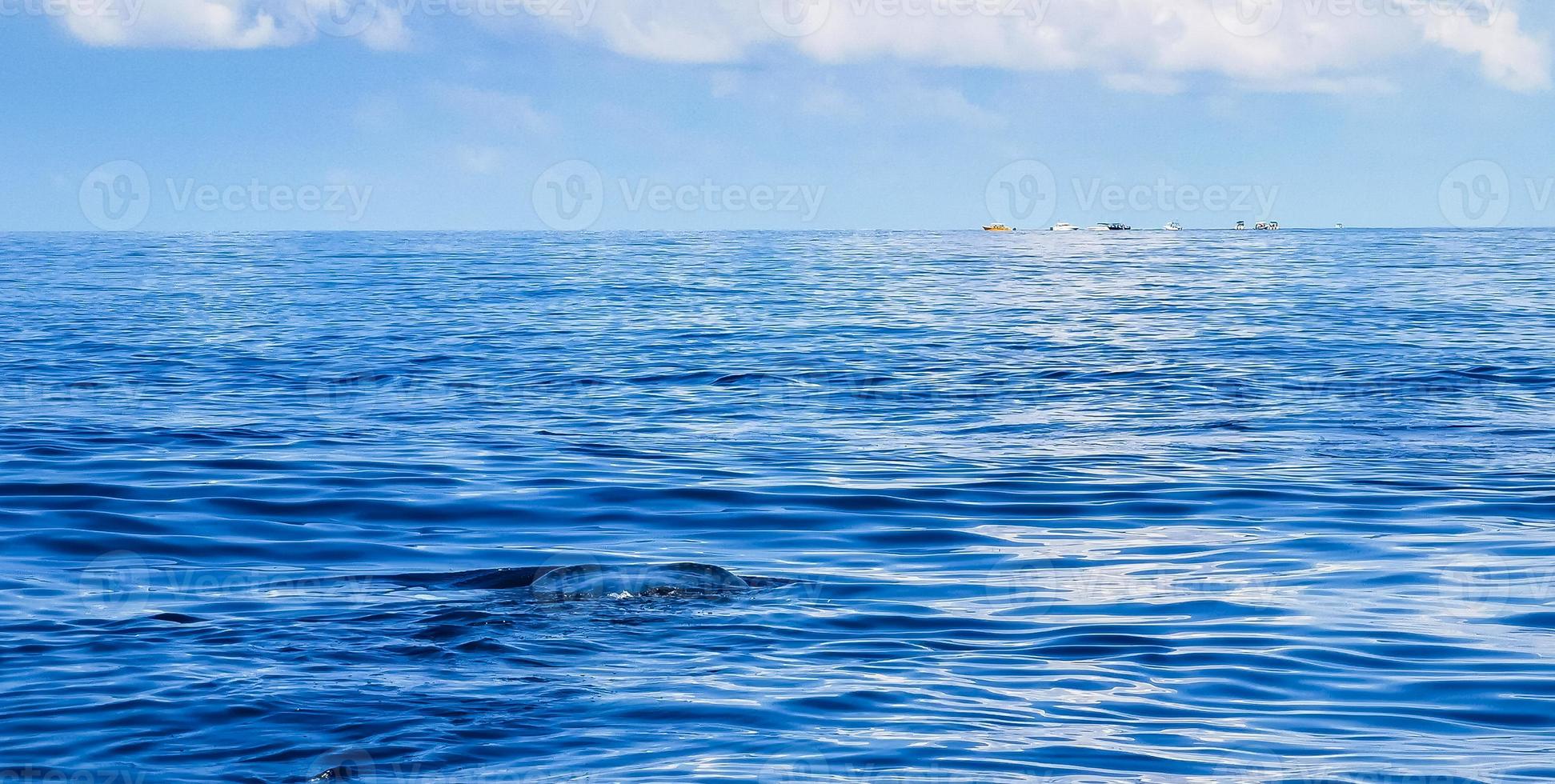 enorme tiburón ballena nada en la superficie del agua cancún méxico. foto