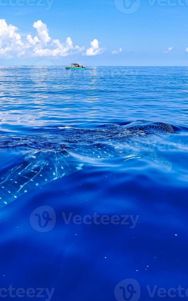 Huge whale shark swims on the water surface Cancun Mexico. photo