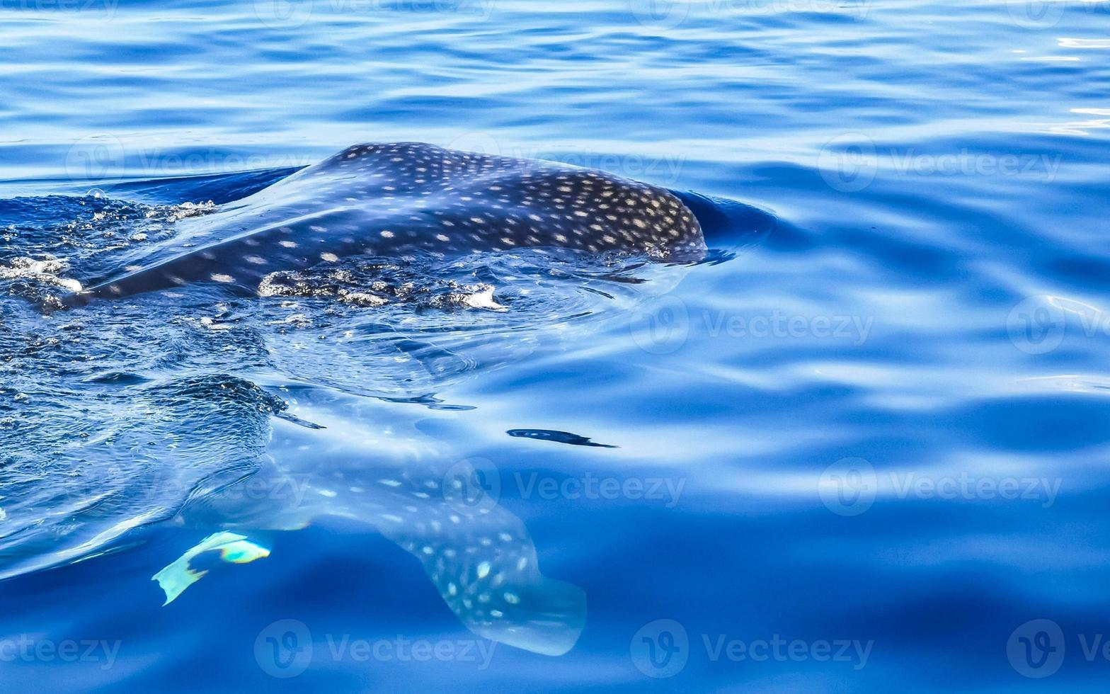 enorme tiburón ballena nada en la superficie del agua cancún méxico. foto