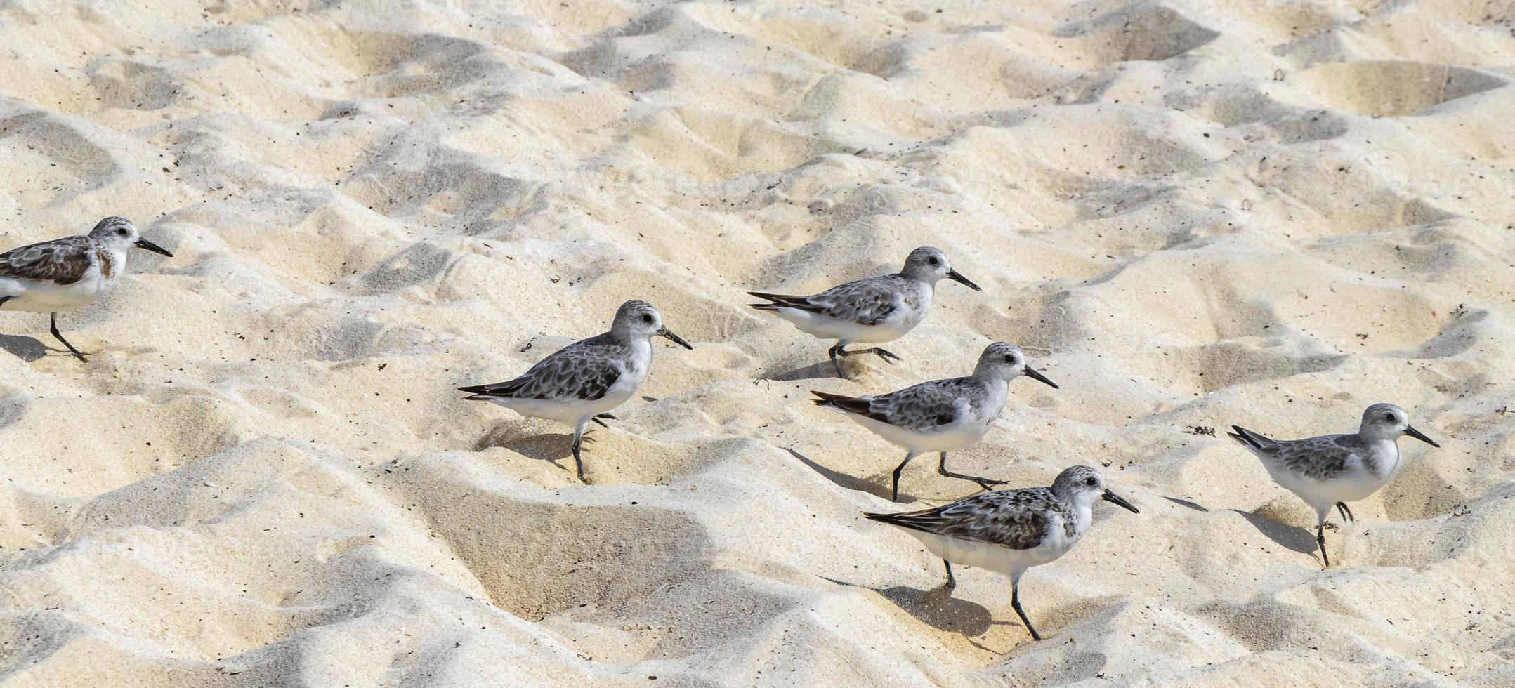 Sandpiper snipe sandpipers bird birds eating sargazo on beach Mexico. photo