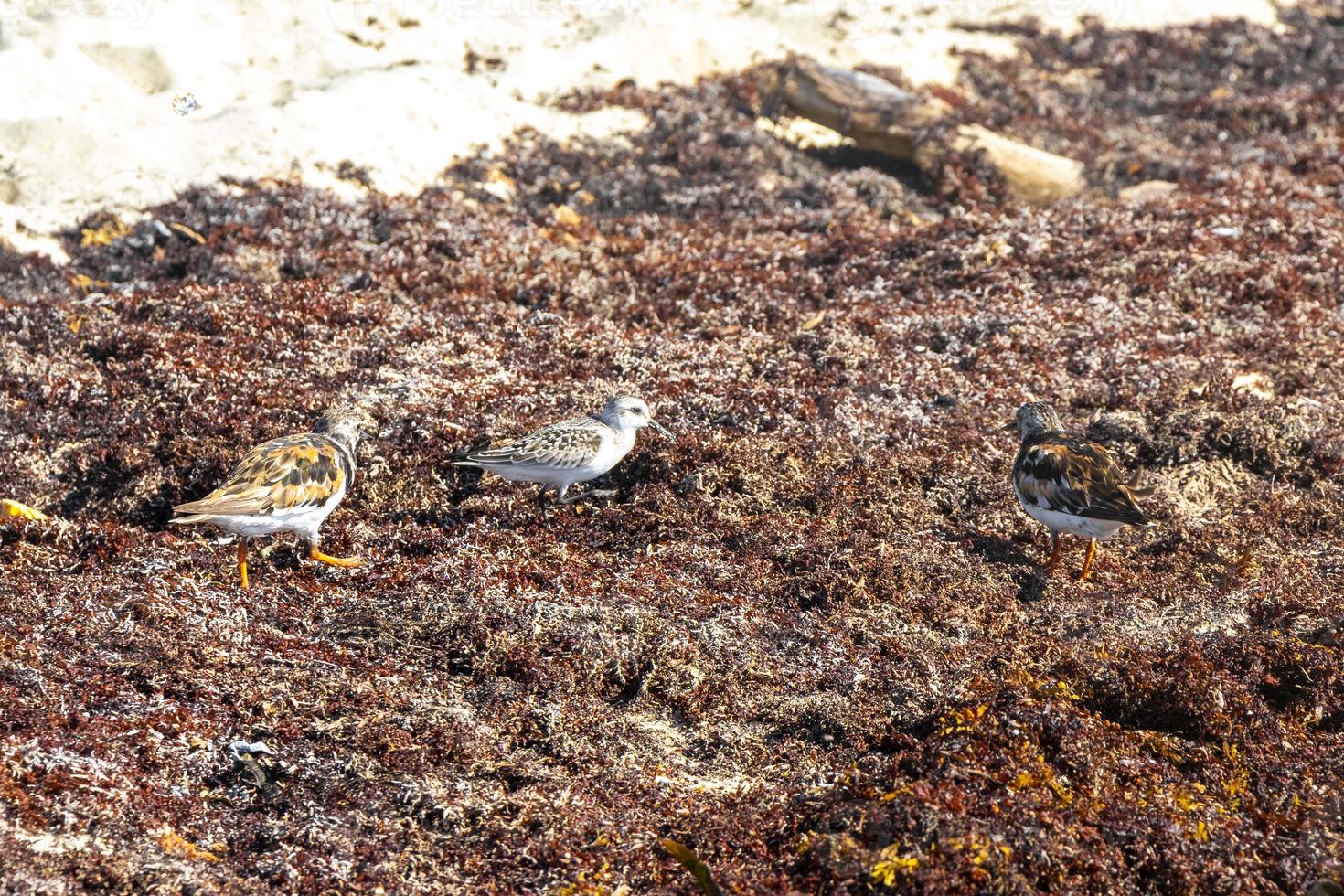 Sandpiper snipe sandpipers bird birds eating sargazo on beach Mexico. photo