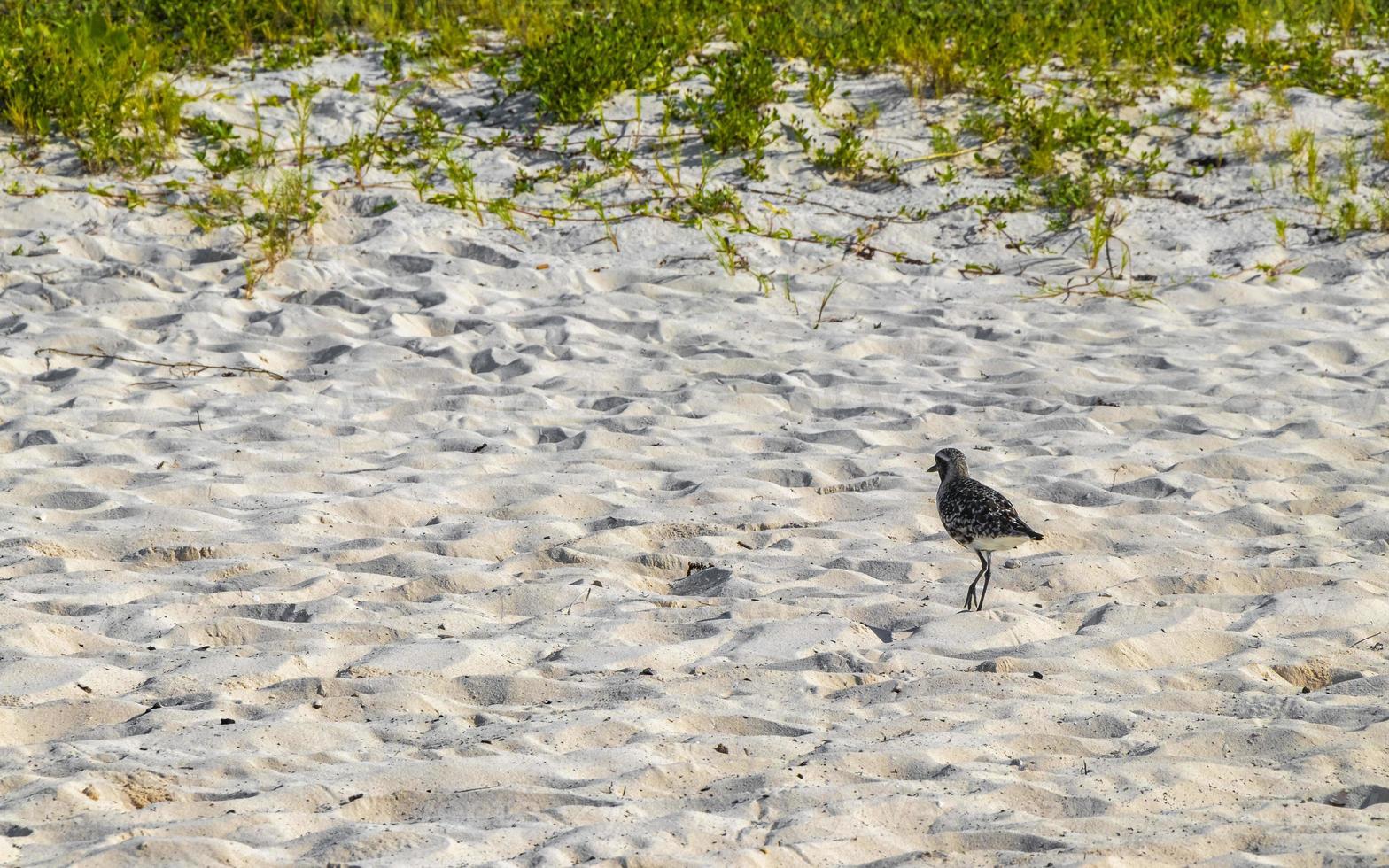 Sandpiper snipe sandpipers bird birds eating sargazo on beach Mexico. photo