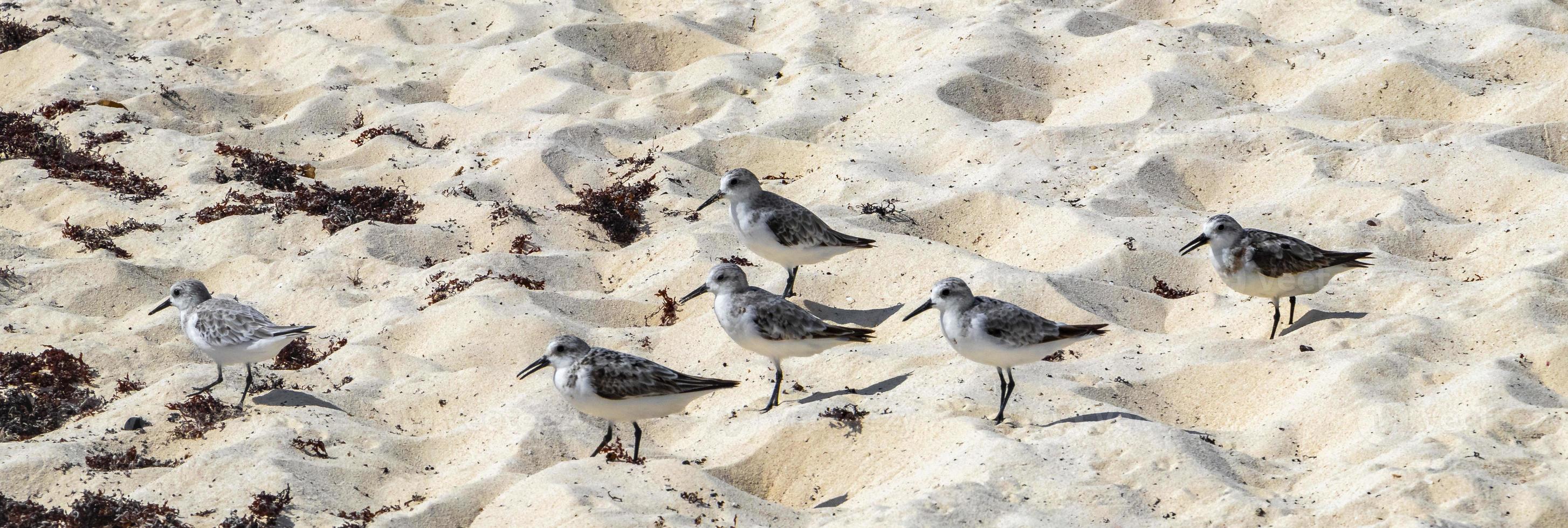 Sandpiper snipe sandpipers bird birds eating sargazo on beach Mexico. photo