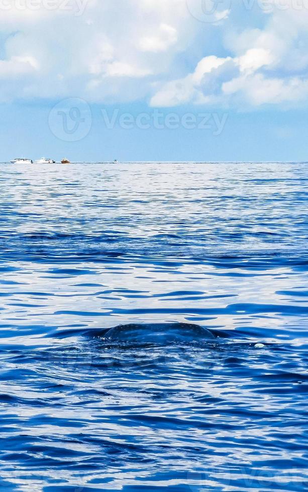 Huge whale shark swims on the water surface Cancun Mexico. photo