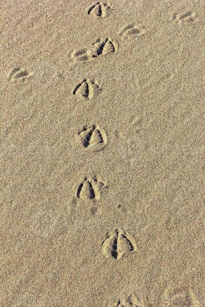 Sand texture with bird traces. Summer abstract background.Vertical view photo