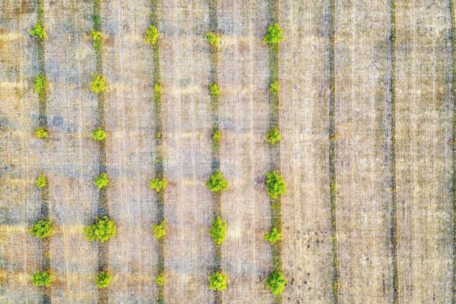 Aerial photography, top view of young green trees rows. Agricultural fields, cultivated land. photo