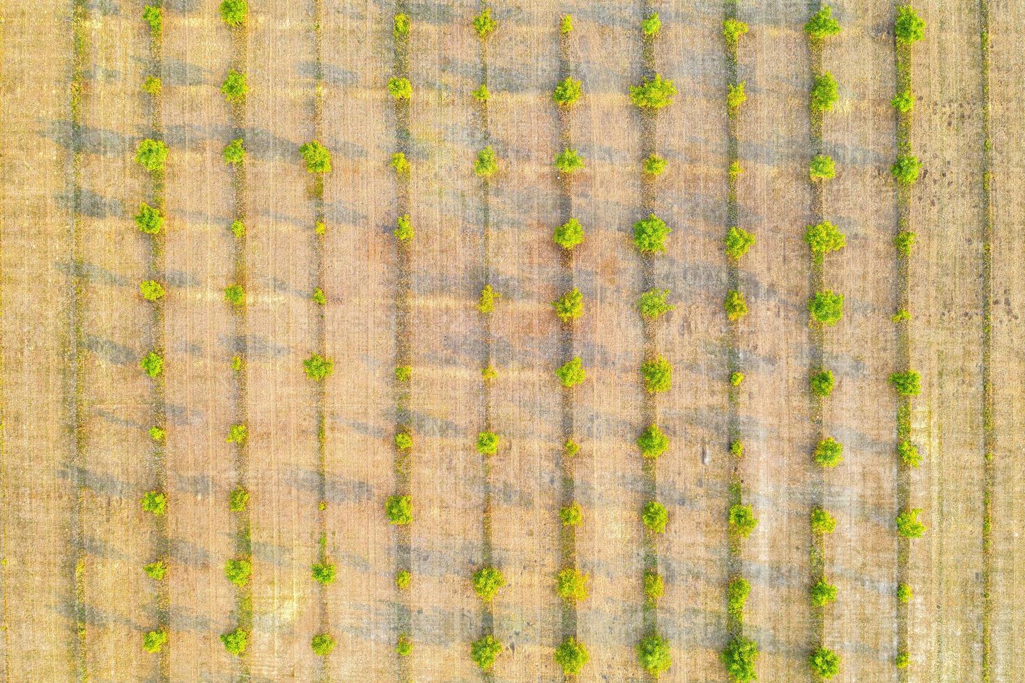 Aerial photography, top view of young green trees rows. Agricultural fields, cultivated land. photo