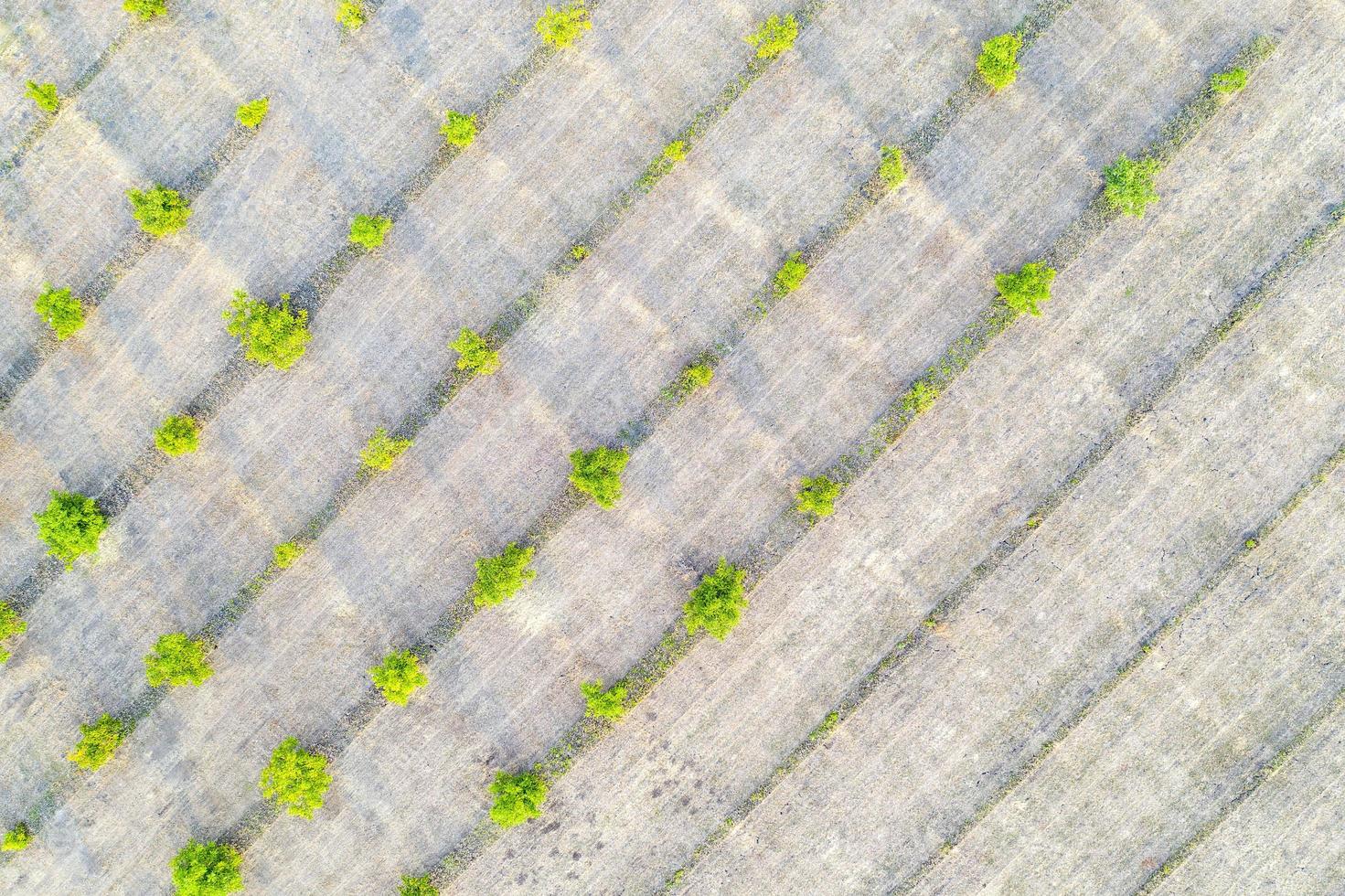 Aerial photography, top view of young green trees rows. Agricultural fields, cultivated land. photo