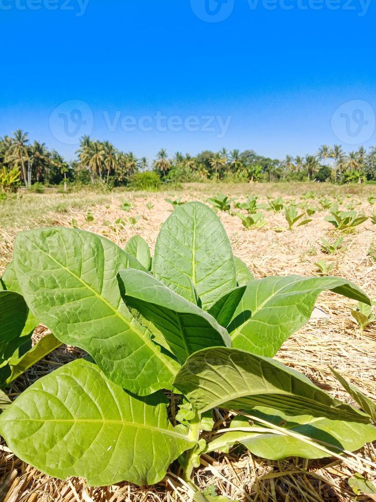Tobacco plants in rice field with beautiful view of mount rinjani photo
