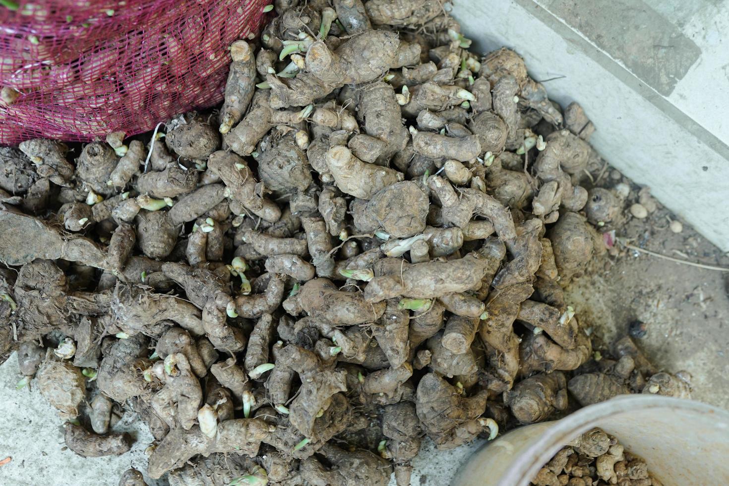 ginger sprouts on the concrete floor photo