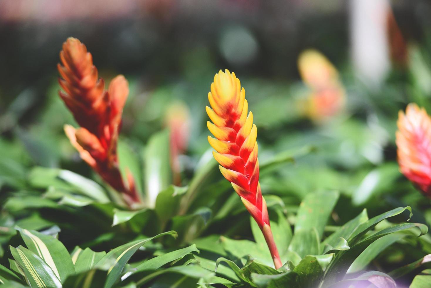 Bromeliad flower Beautiful red and yellow bromeliad in garden nursery on green plant background in the summer photo