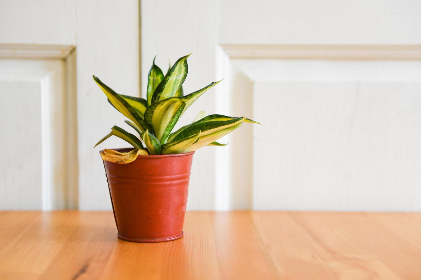 plantar en maceta sobre la mesa de madera y con fondo de pared - maceta en casa creativo mínimo de hojas verdes concepto de naturaleza foto