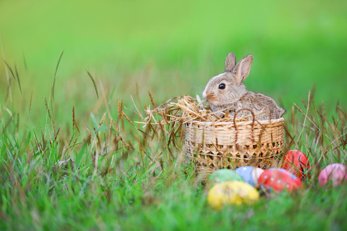 Easter bunny and Easter eggs on green grass outdoor Little brown rabbit sitting basket photo