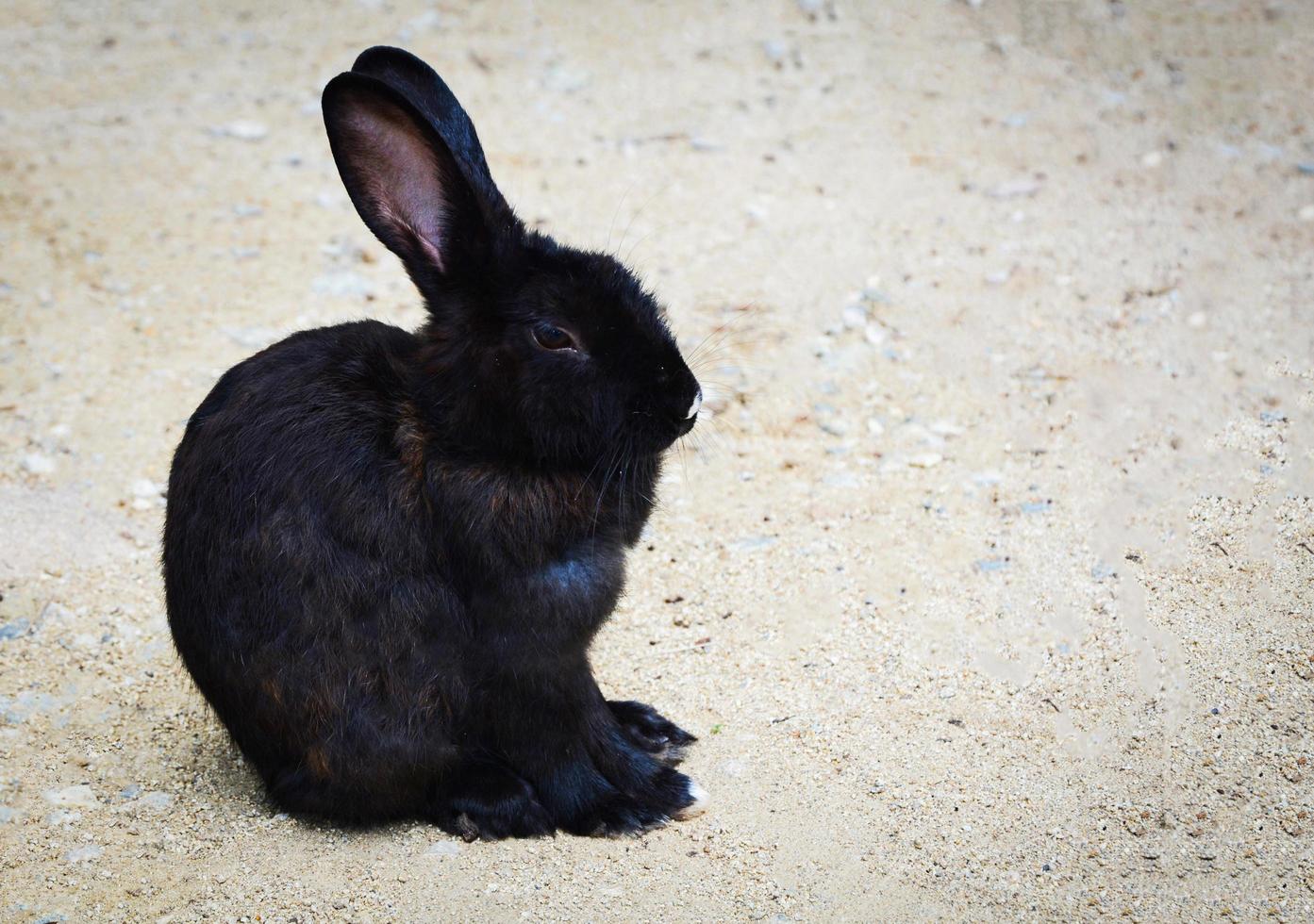 conejito de conejo negro tirado en el suelo en la granja de animales domésticos foto