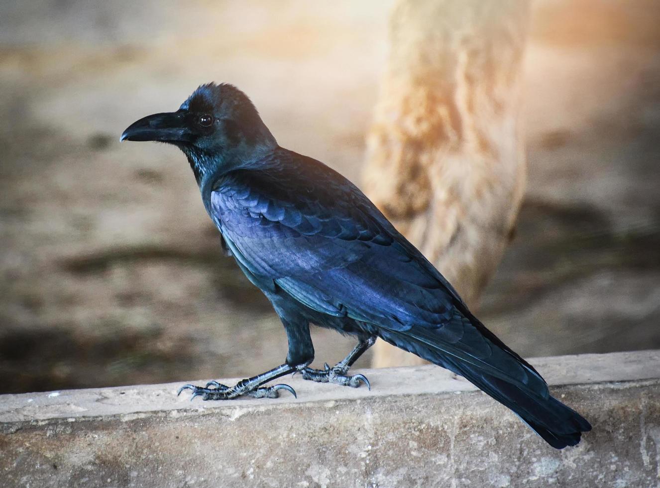 pájaro negro carroña cuervo de pie en el piso corvus corone foto