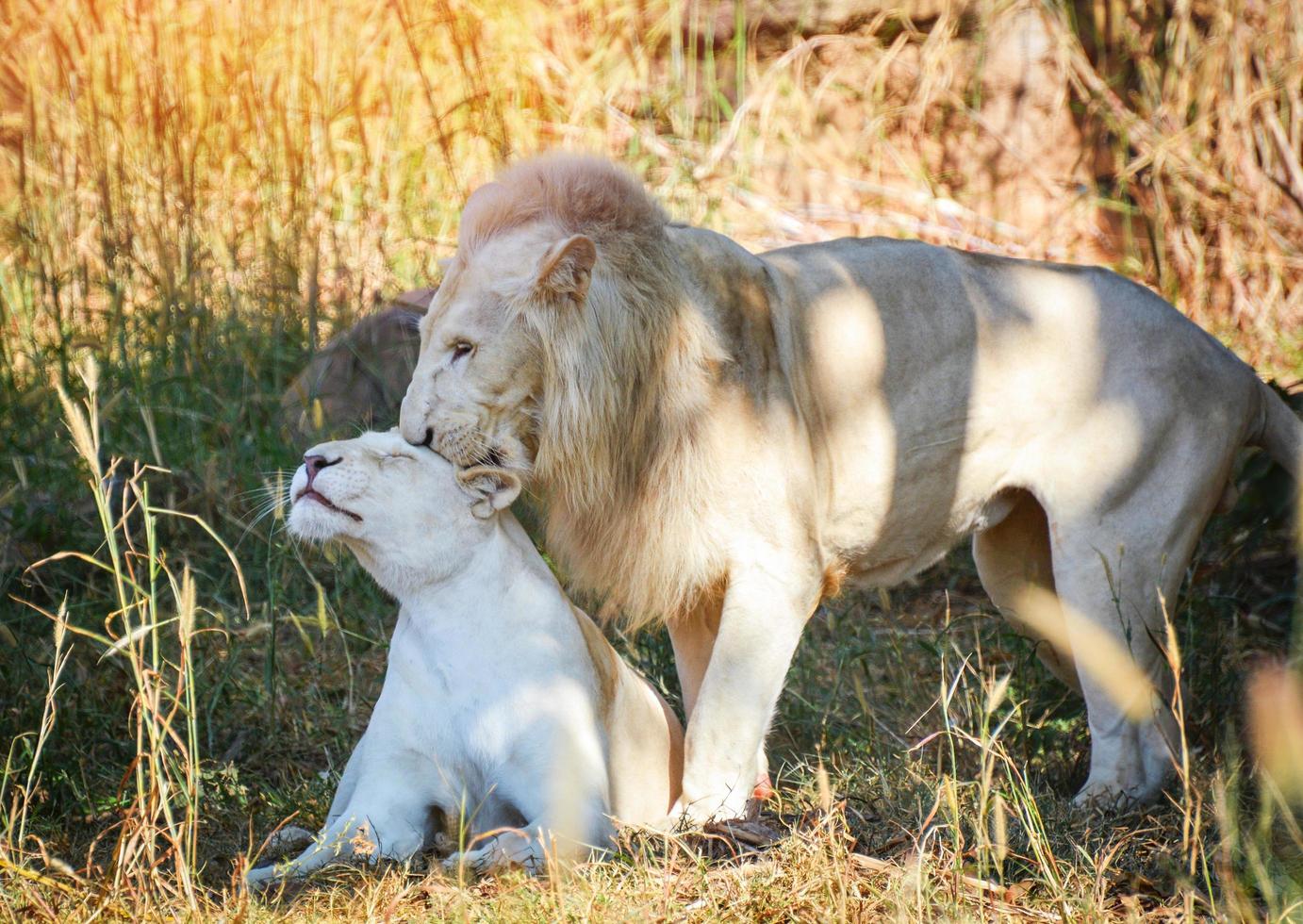 Male and female family white lion lying relaxing on grass field safari - king of the wild lion couple animal photo