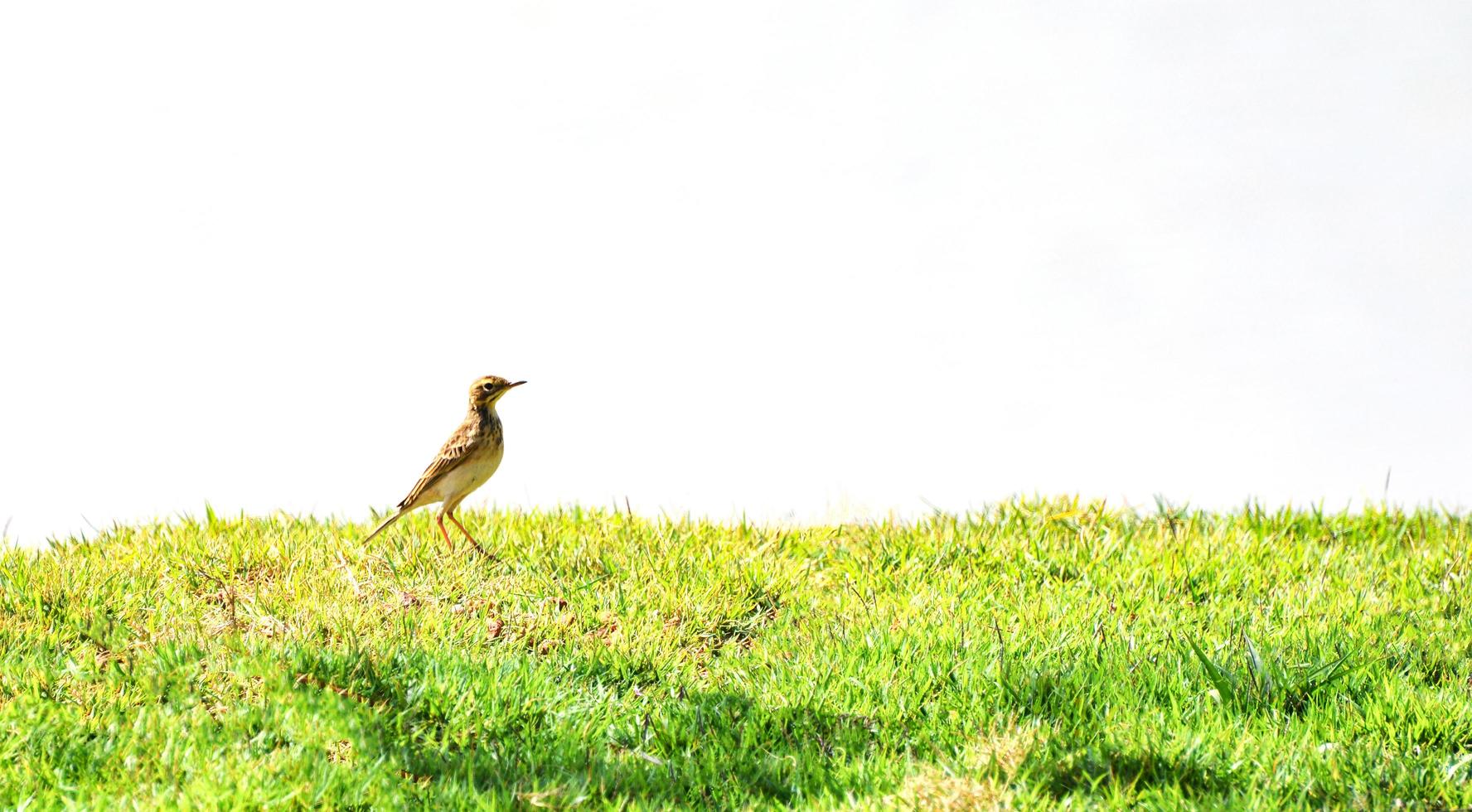 Little bird walking in green grass field garden on white background photo