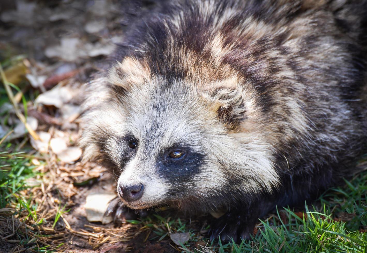 perro mapache japonés sentado en la hierba animal tanuki foto