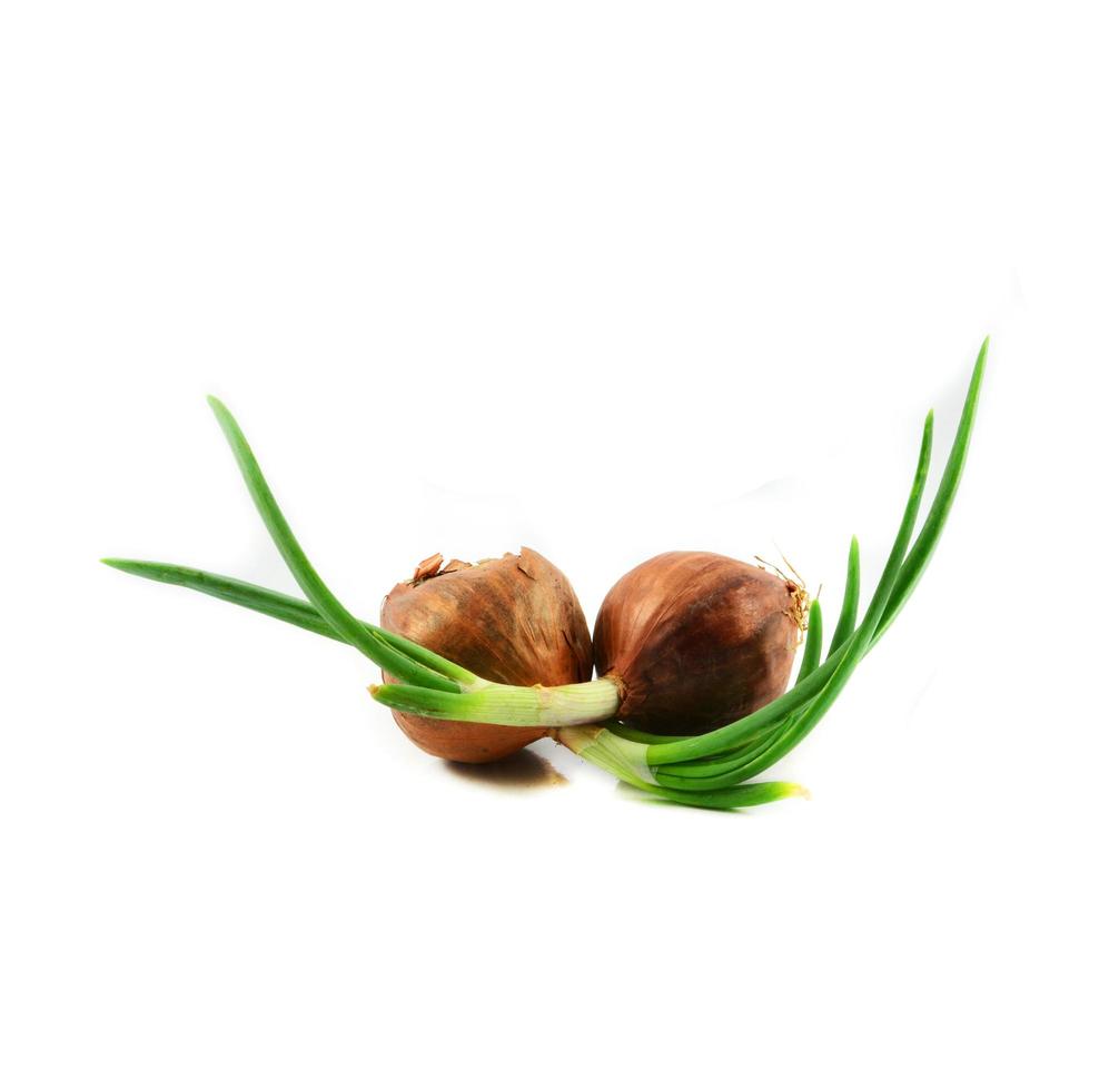 Green seedling spring onion or bud of shallot growing for planting isolated on white background photo