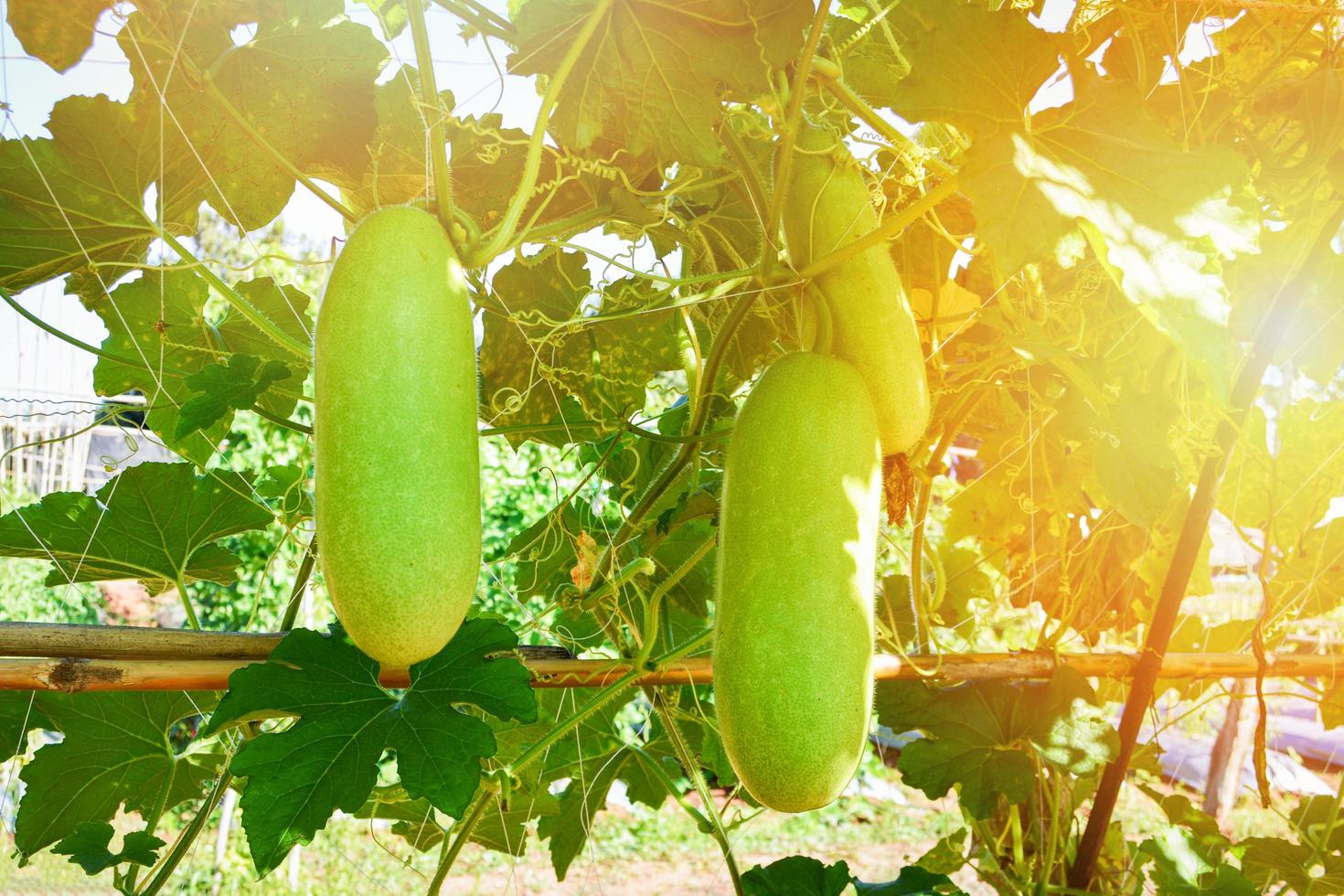 Calabash gourd vegetable - bottle gourd hanging on the vine plant Lagenaria siceraria photo