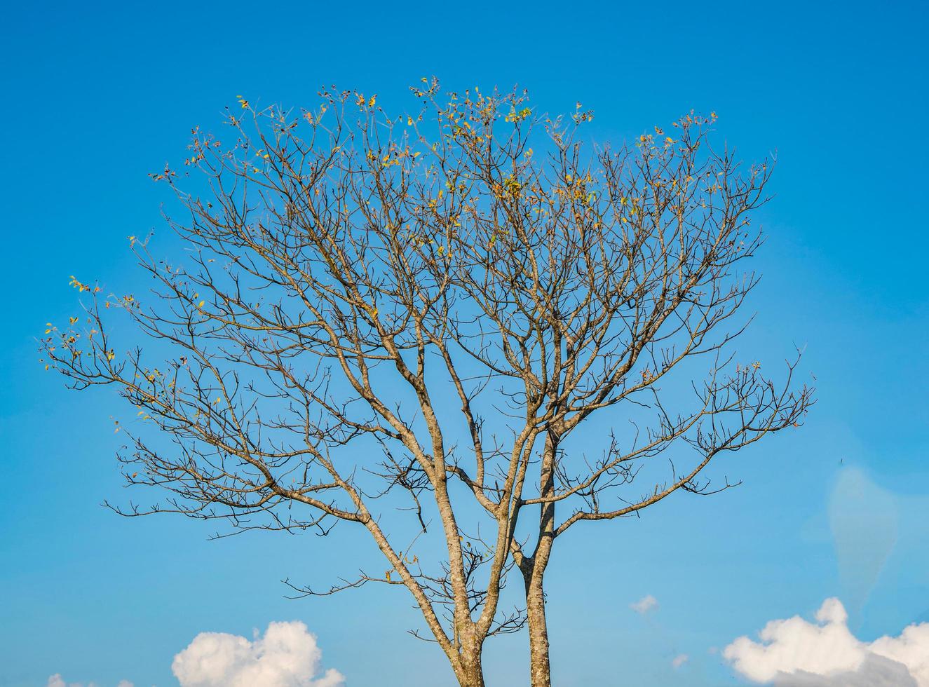 ramas de los árboles desnudos en el cielo azul y el fondo de la nube foto