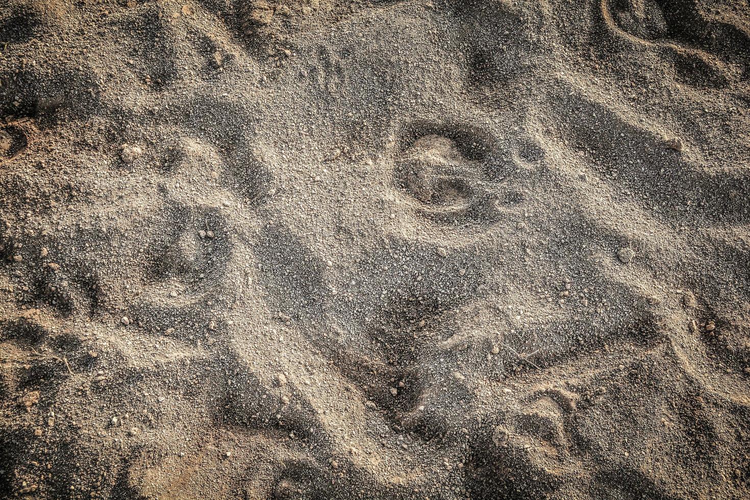Animal Footprints track on sand texture background photo