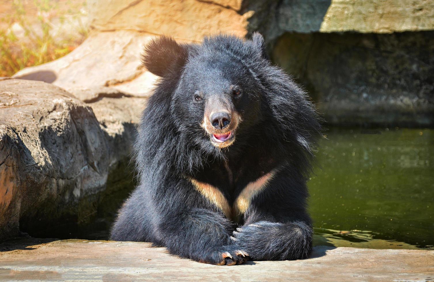 Asian Black bear with chest The V shape is white wool photo