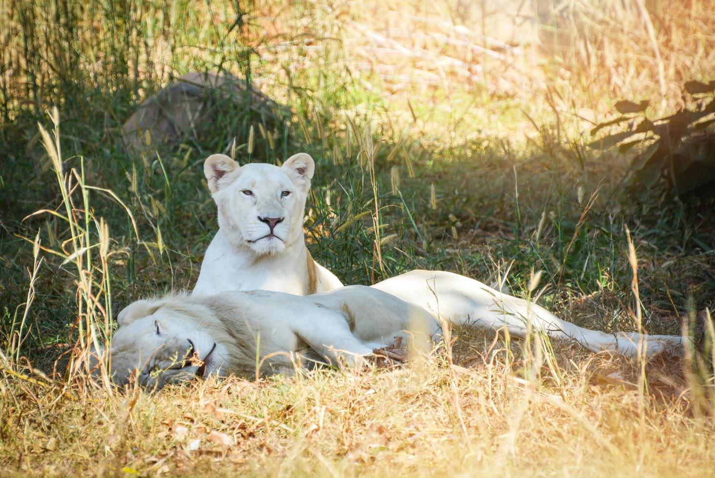 Male and female family white lion lying relaxing on grass field safari photo