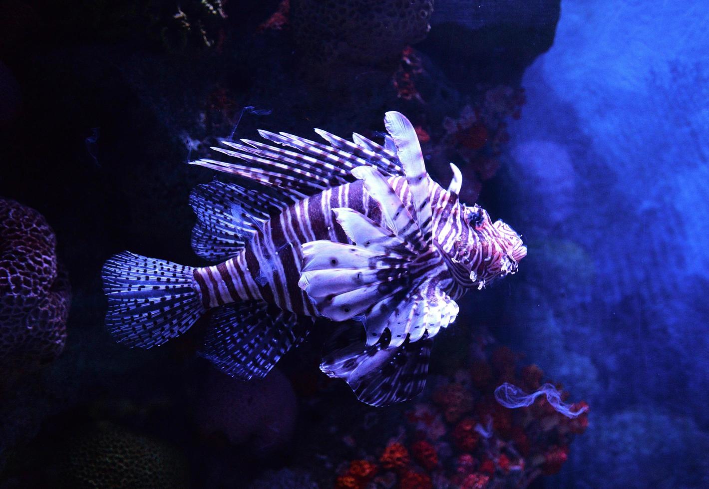 pez león nadando bajo el agua acuario pterois volitans foto