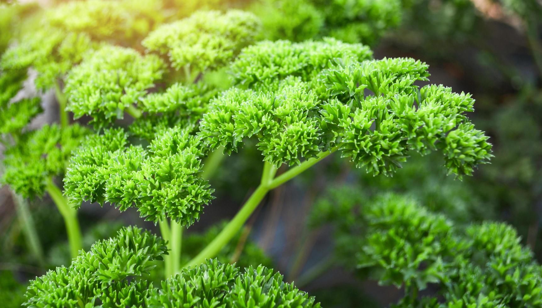 hojas de perejil rizado verde fresco en el jardín de la granja vegetal foto