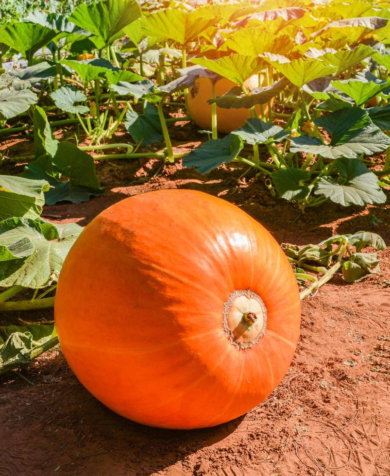 Orange pumpkin plant on field growing on vine on organic vegetable garden photo