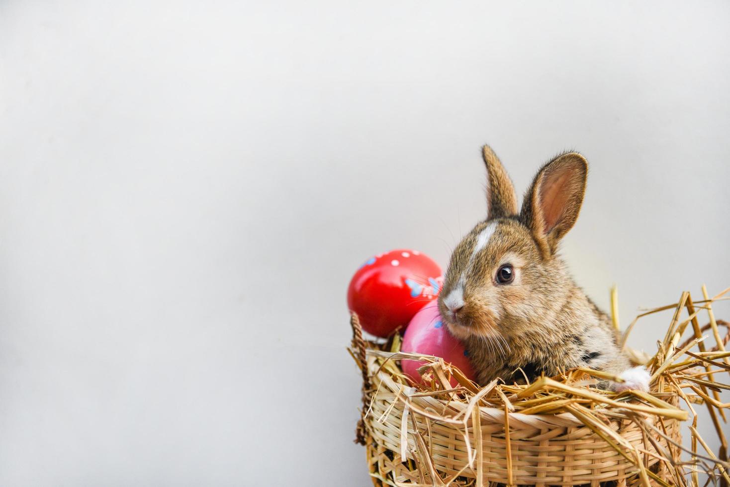 Easter bunny and Easter eggs on gray background Little brown rabbit sitting in basket nest photo