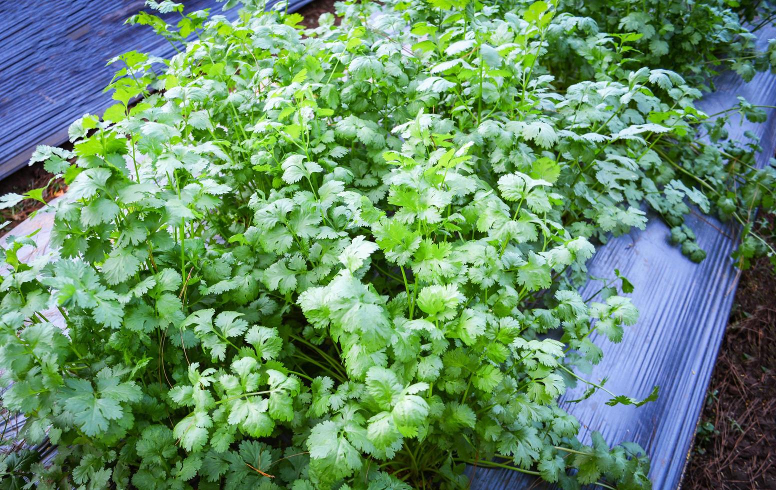 Coriander planting vegetable garden in the vegetable organic farm