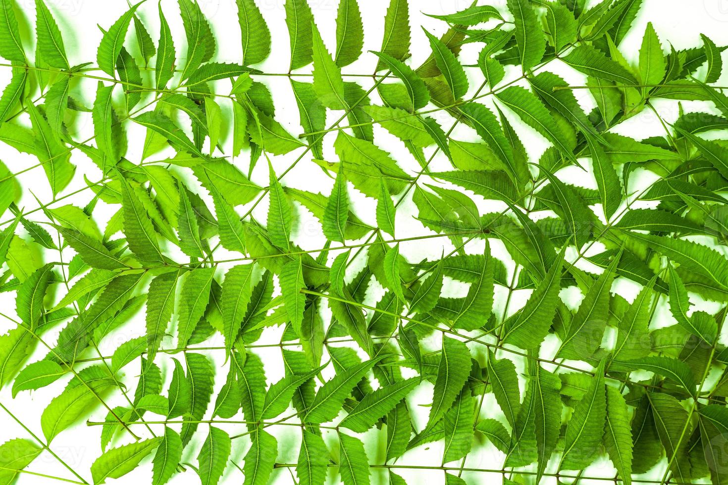 Azadirachta indica neem leaves isolated on white background 16788898