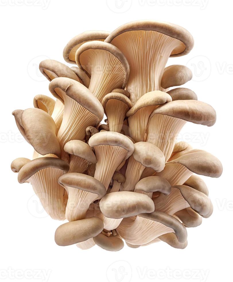 Oyster mushrooms isolated on a white background. Full clipping path. A beautiful bunch of mushrooms. photo