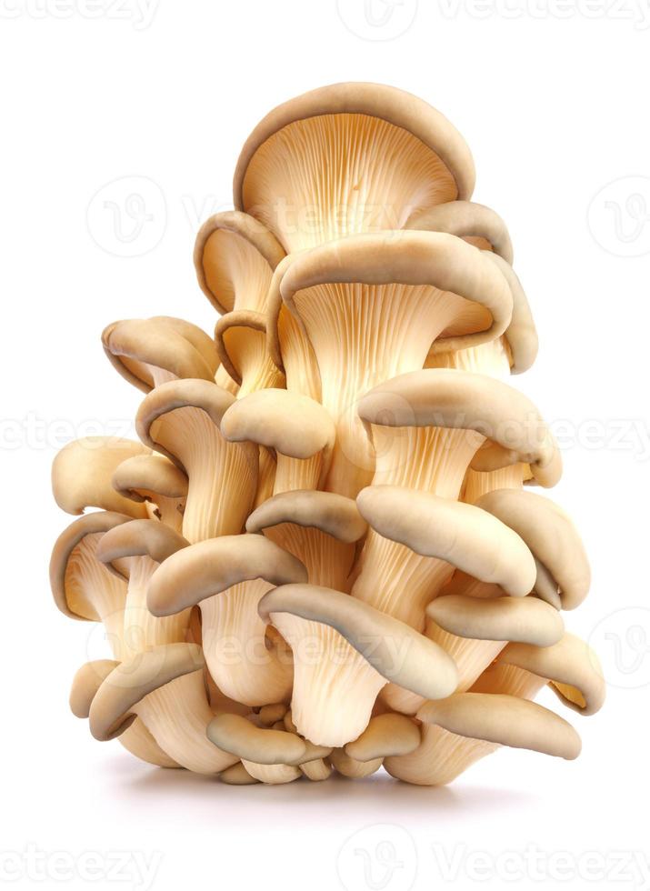 Oyster mushrooms isolated on a white background. Full clipping path. A beautiful bunch of mushrooms. photo