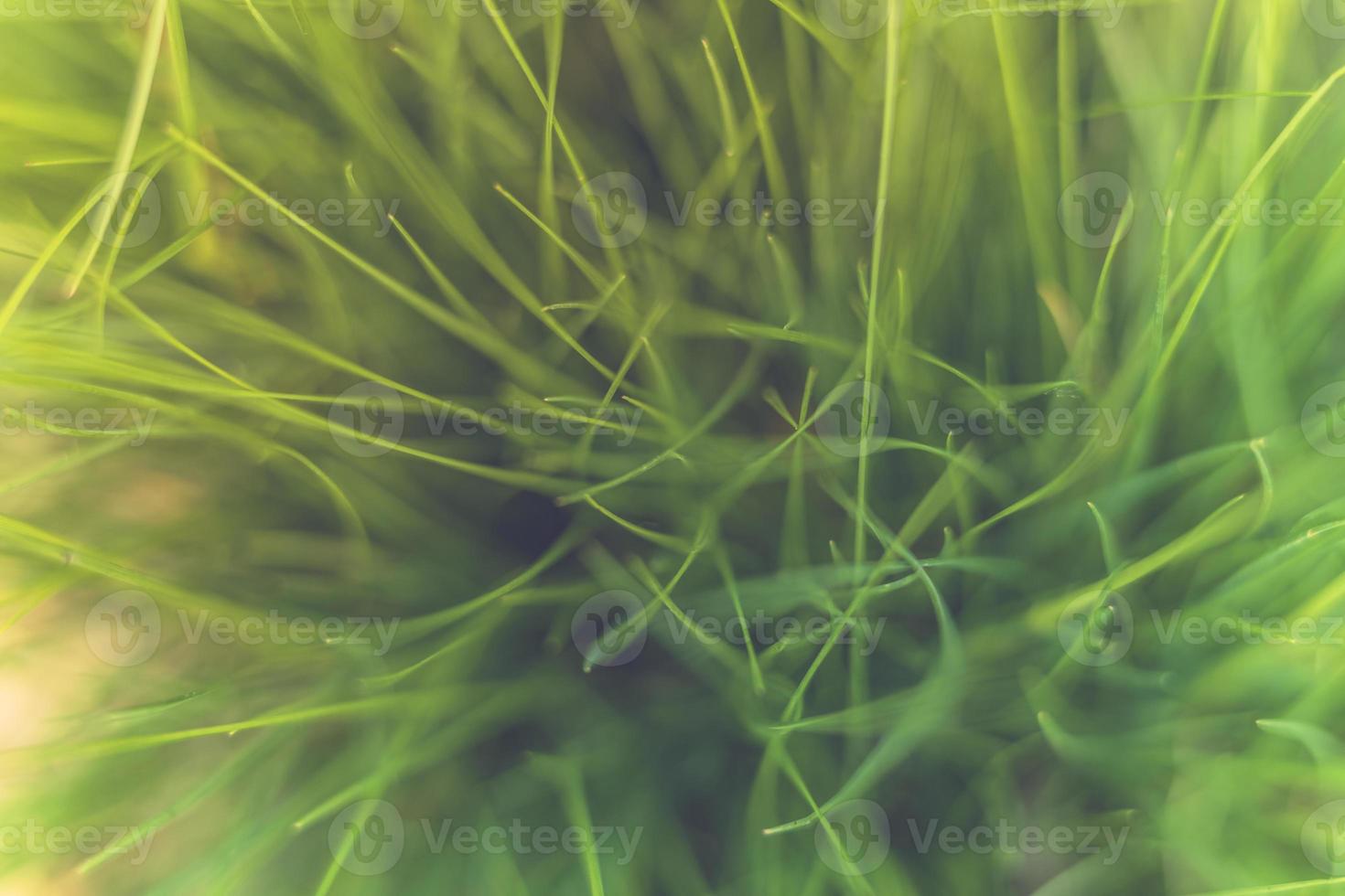 Spring or summer background with green grass. Abstract nature pattern, artistic nature background photo