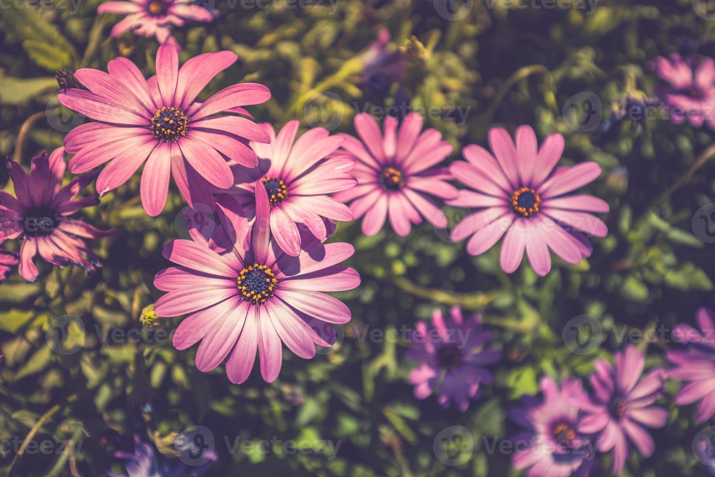 Beautiful purple flowers in wild nature. Bright blooming flowers soft green blurred background. Summer flowers, wonderful nature closeup photo