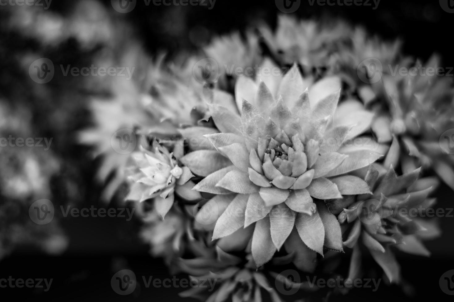 Abstract flowers black and white background. Dramatic monochrome plants with soft sunlight photo