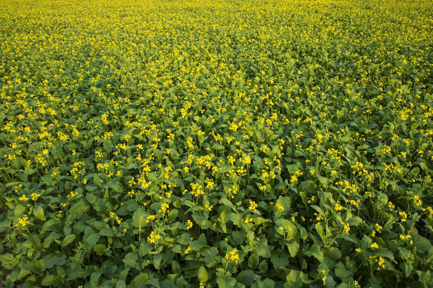 Beautiful Yellow Blooming rapeseed flower in the field natural Landscape view photo