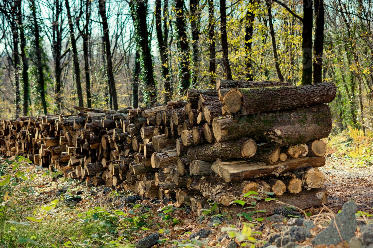 Fire wood tree  logs stock  trunks piled up photo