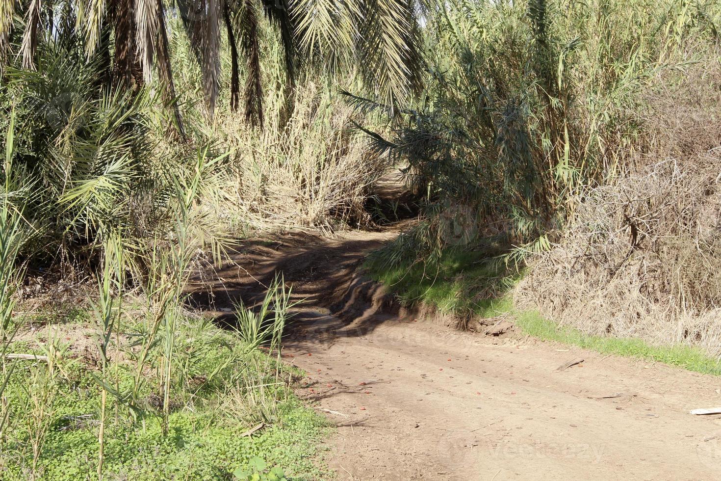 Forest country road in northern Israel. photo