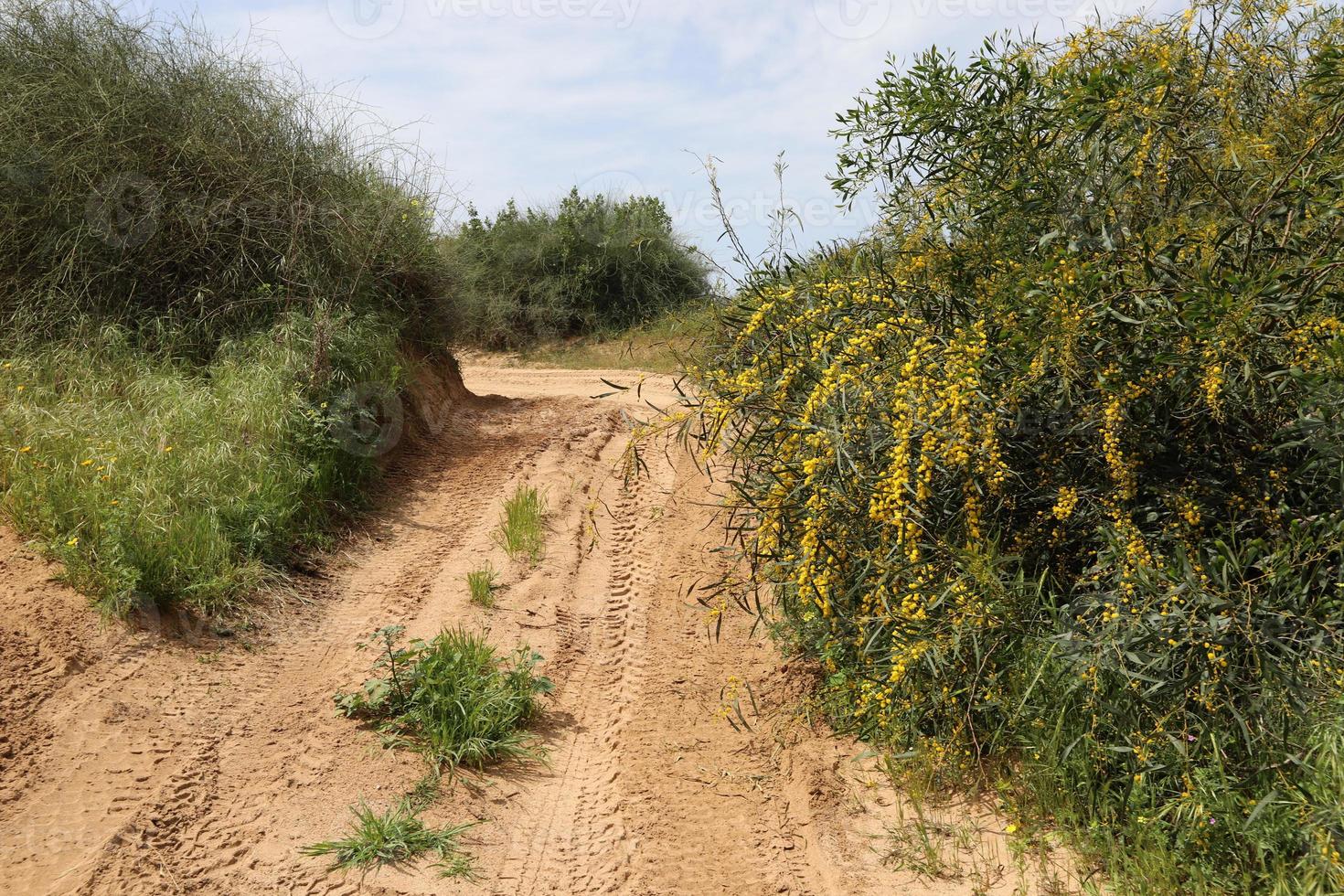 Forest country road in northern Israel. photo
