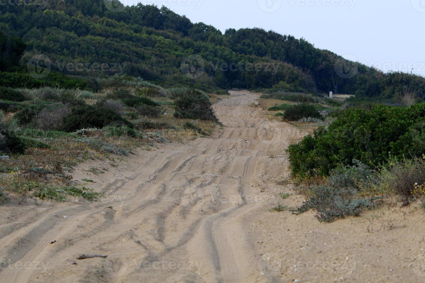 Forest country road in northern Israel. photo