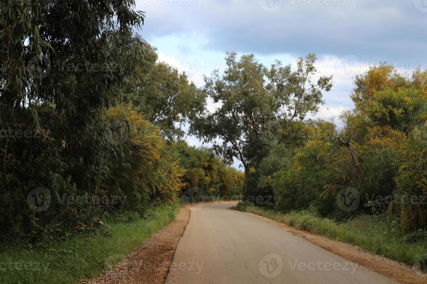 Forest country road in northern Israel. photo