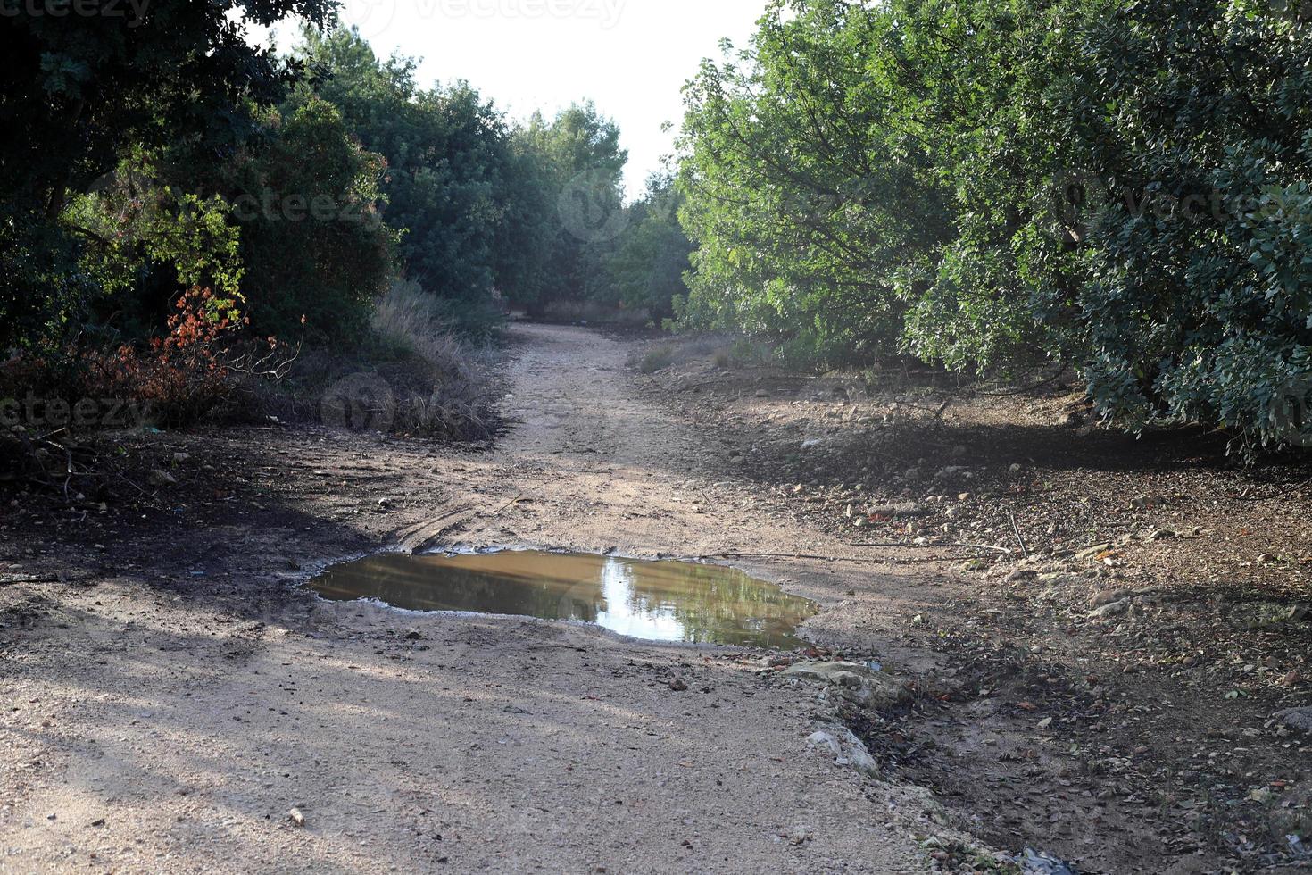 Forest country road in northern Israel. photo