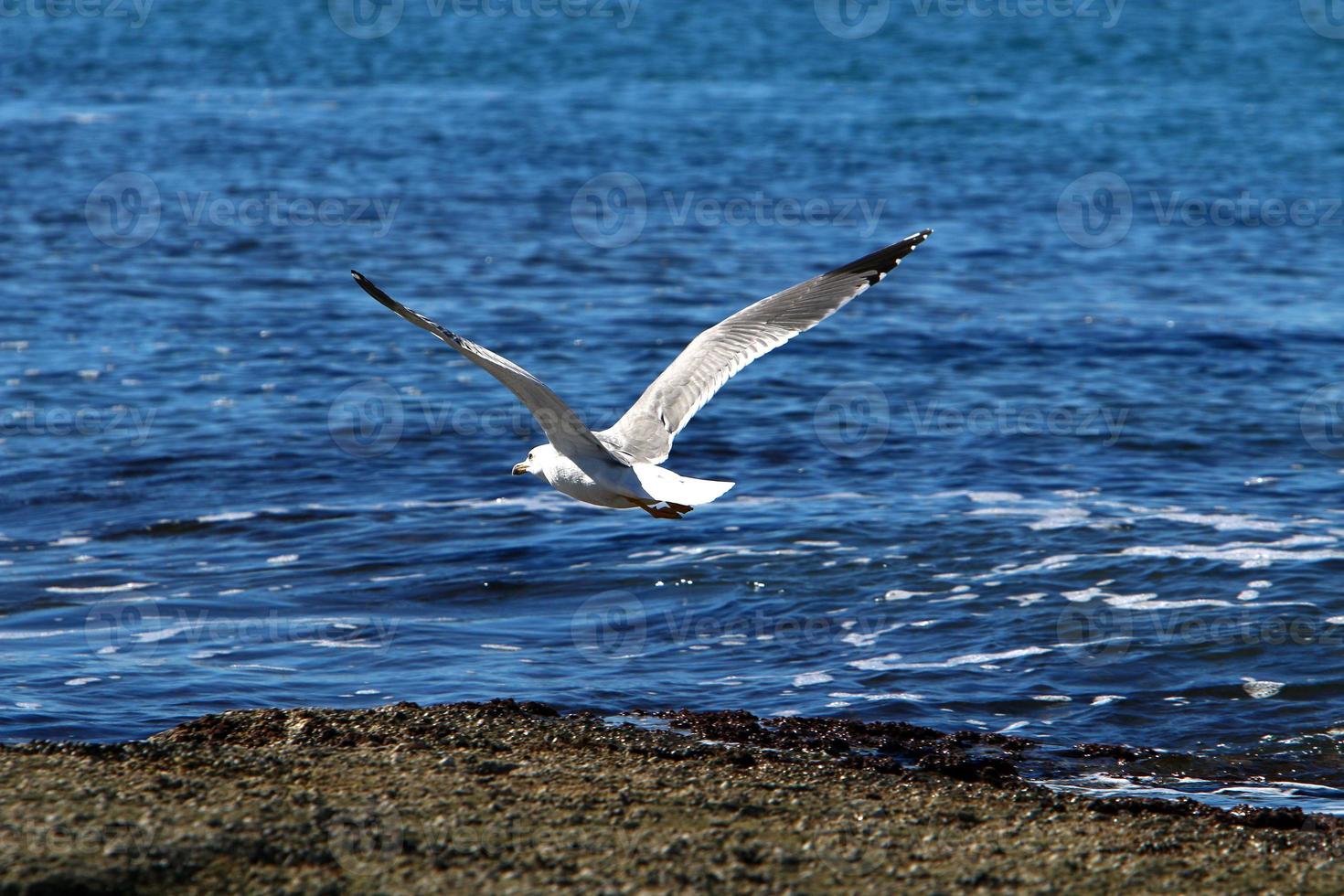Seagull on the Mediterranean Sea photo