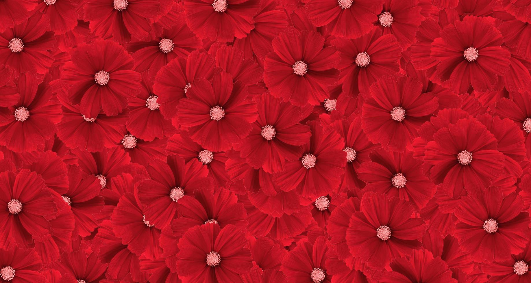 Red cosmos flower pattern background. Art or abstract of flora, floral and beautiful natural wallpaper. photo