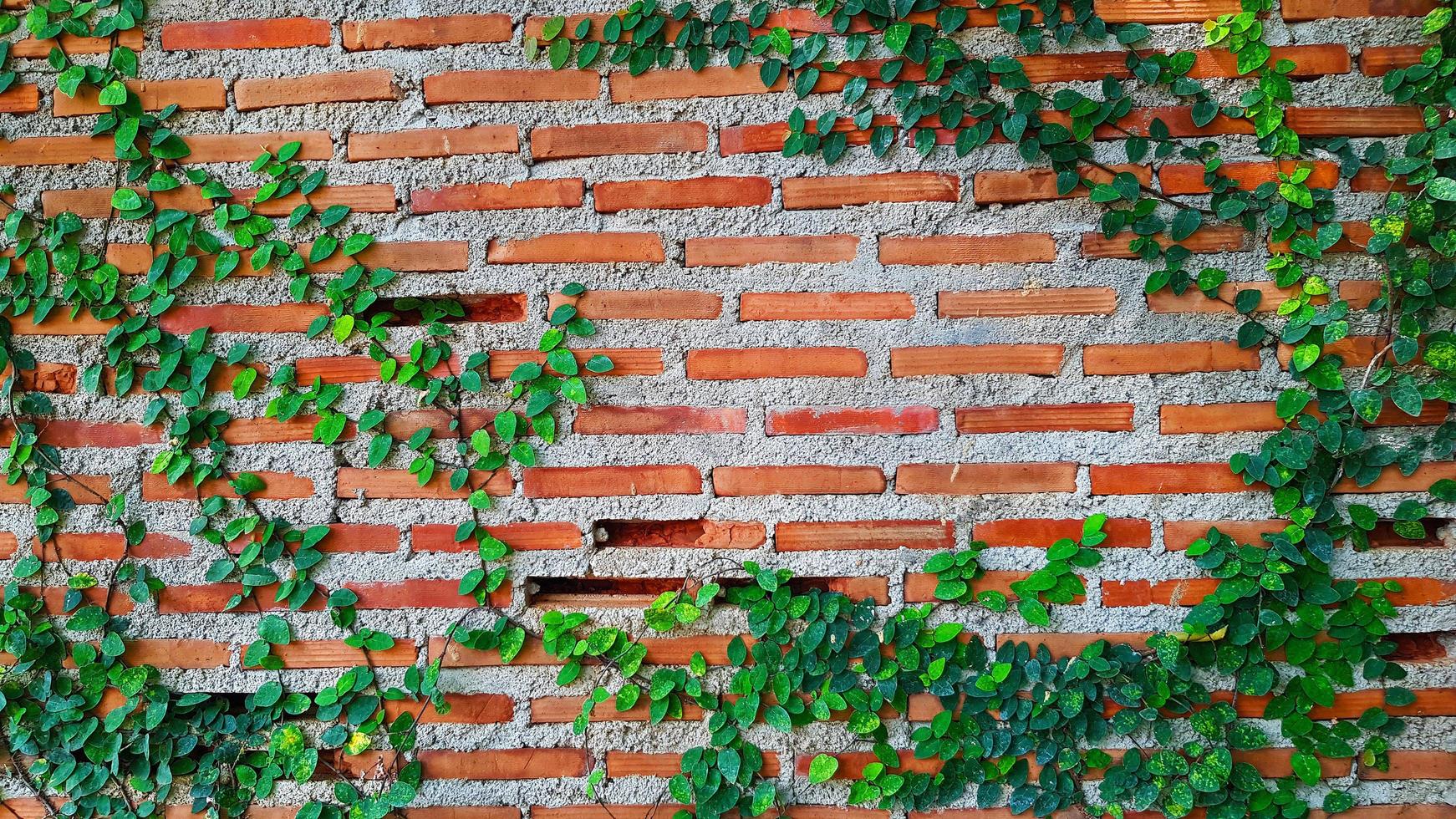 Green Vine, ivy, liana, climber or creeper plant growth on brick wall with copy space. Beauty in nature and natural design. Leaves on wallpaper and Structure of building. photo